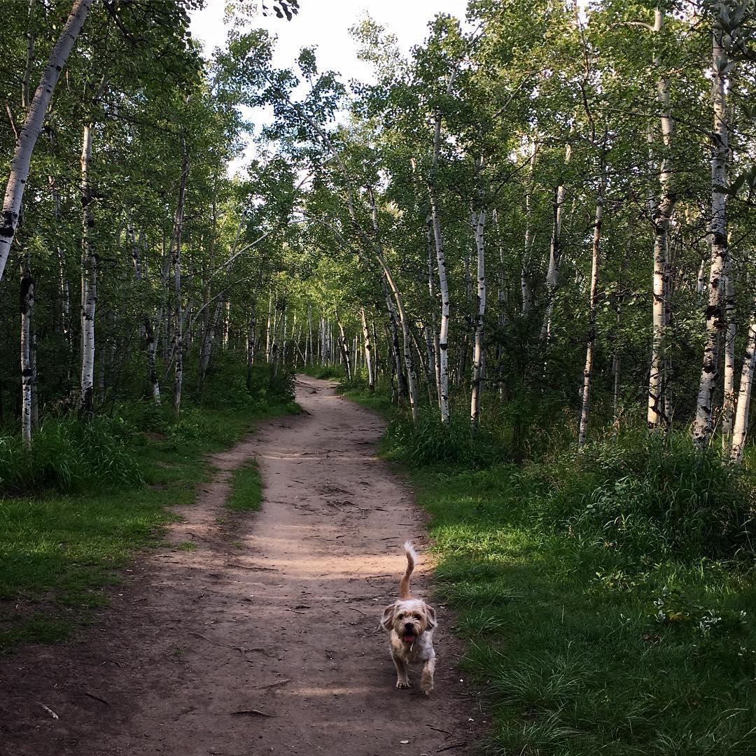 edworthy dog park