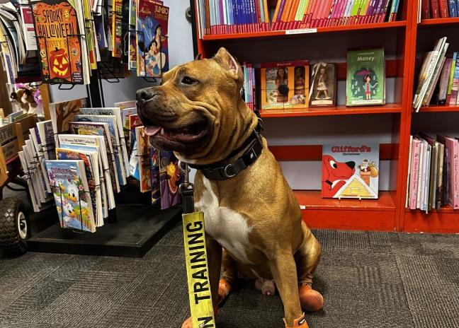 Pet Friendly Bookmans Entertainment Exchange