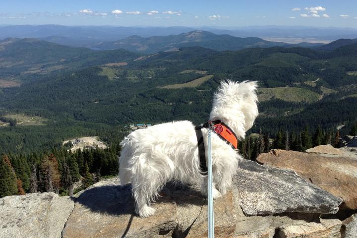 search image 2 Name 5 dog friendly hikes in post falls, ID 2
