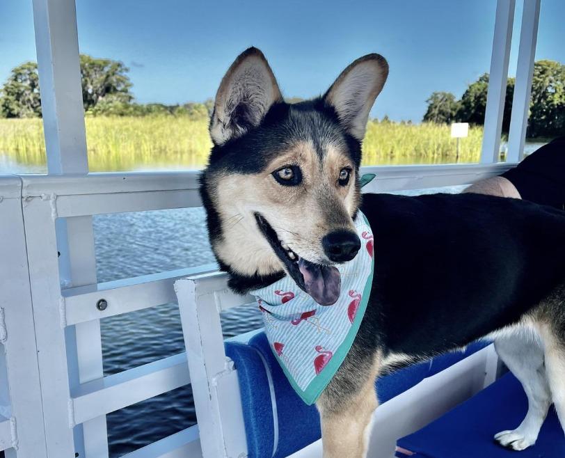Pet Friendly Rusty Anchor Mount Dora