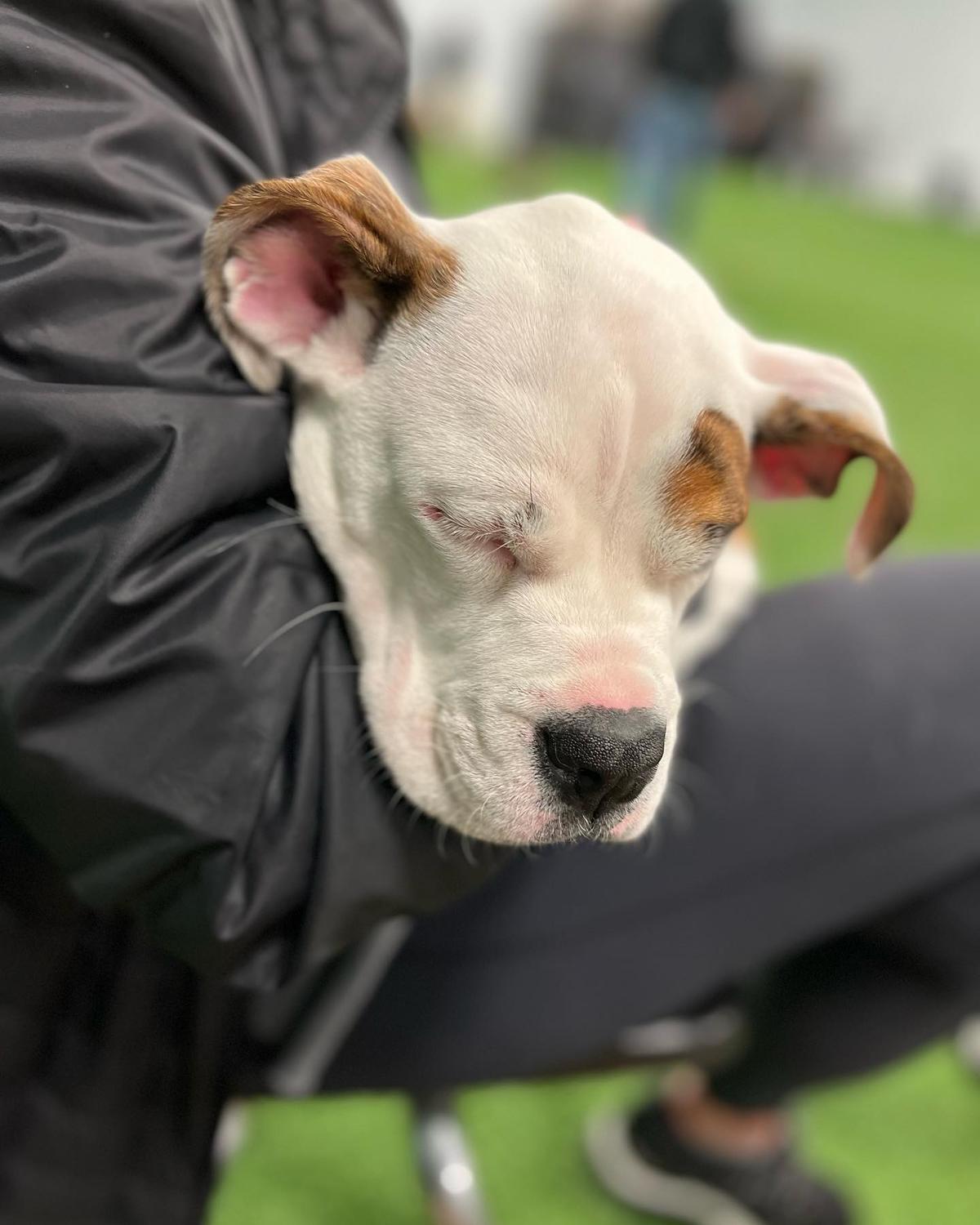 Off Leash Dog Parks in West Fargo ND BringFido