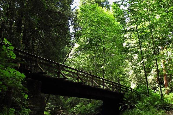 Pet Friendly The Forest of Nisene Marks State Park