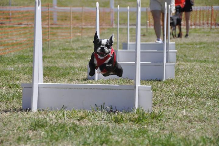 Pet Friendly Turbo Paws Flyball Club