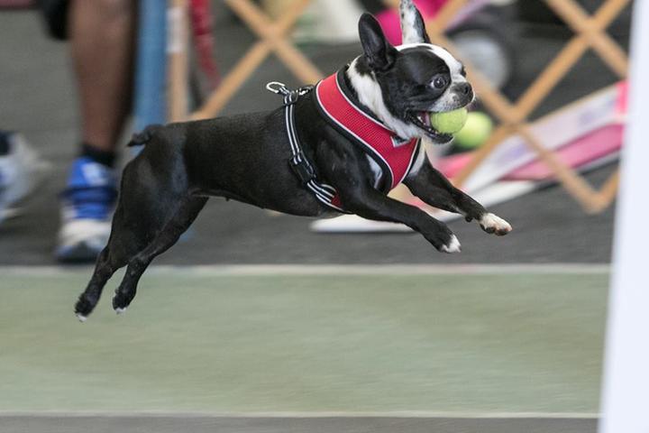 Pet Friendly Turbo Paws Flyball Club