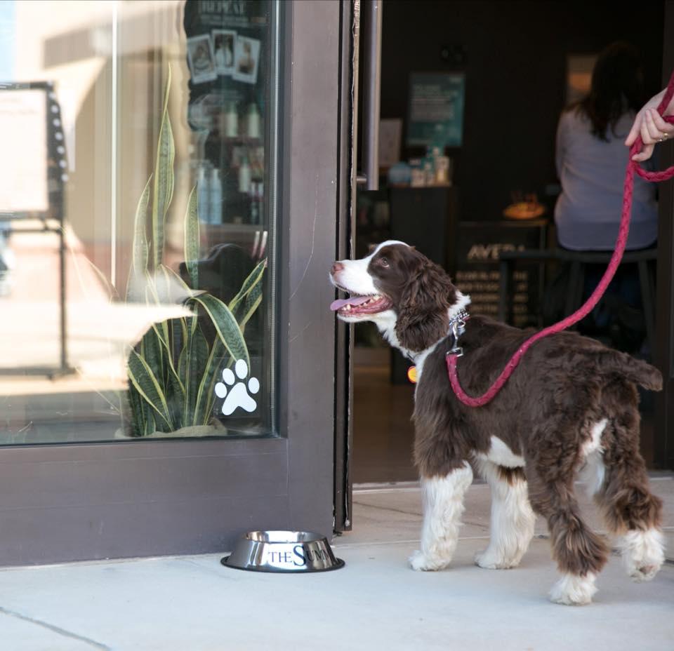 Dog Friendly Shopping in Homewood AL BringFido