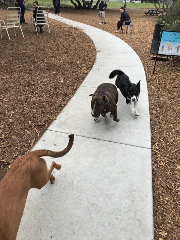 Pet Friendly Pacchetti Dog Park