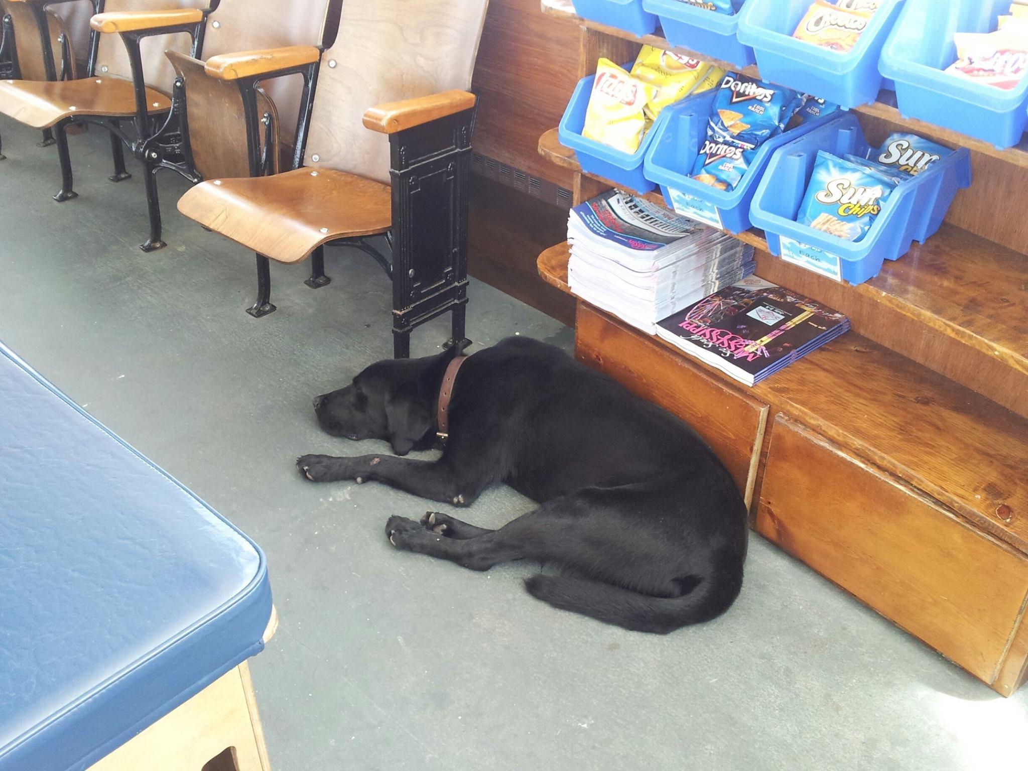 Dog Friendly Activities In Biloxi Ms Bringfido