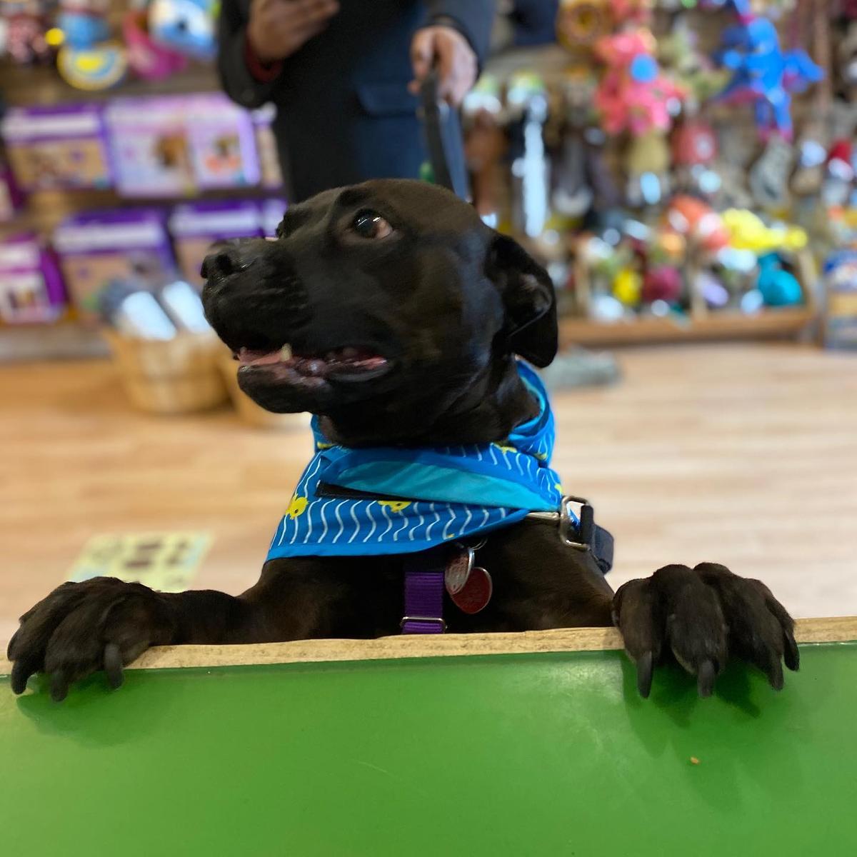 Dog Friendly Shopping in Bridgeville PA BringFido