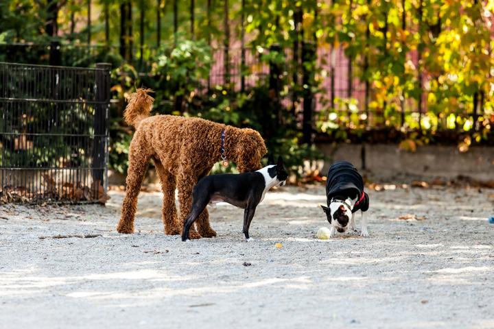 Pet Friendly DiMattina Park Dog Run