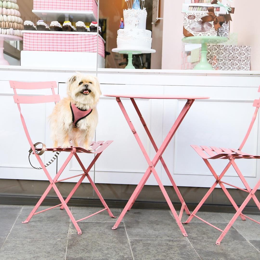 Dog friendly stores sale