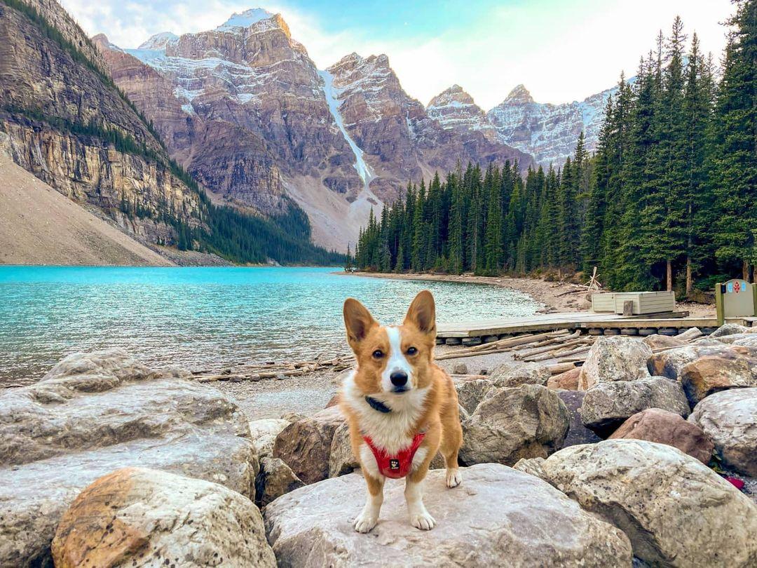 are dogs allowed at johnston canyon
