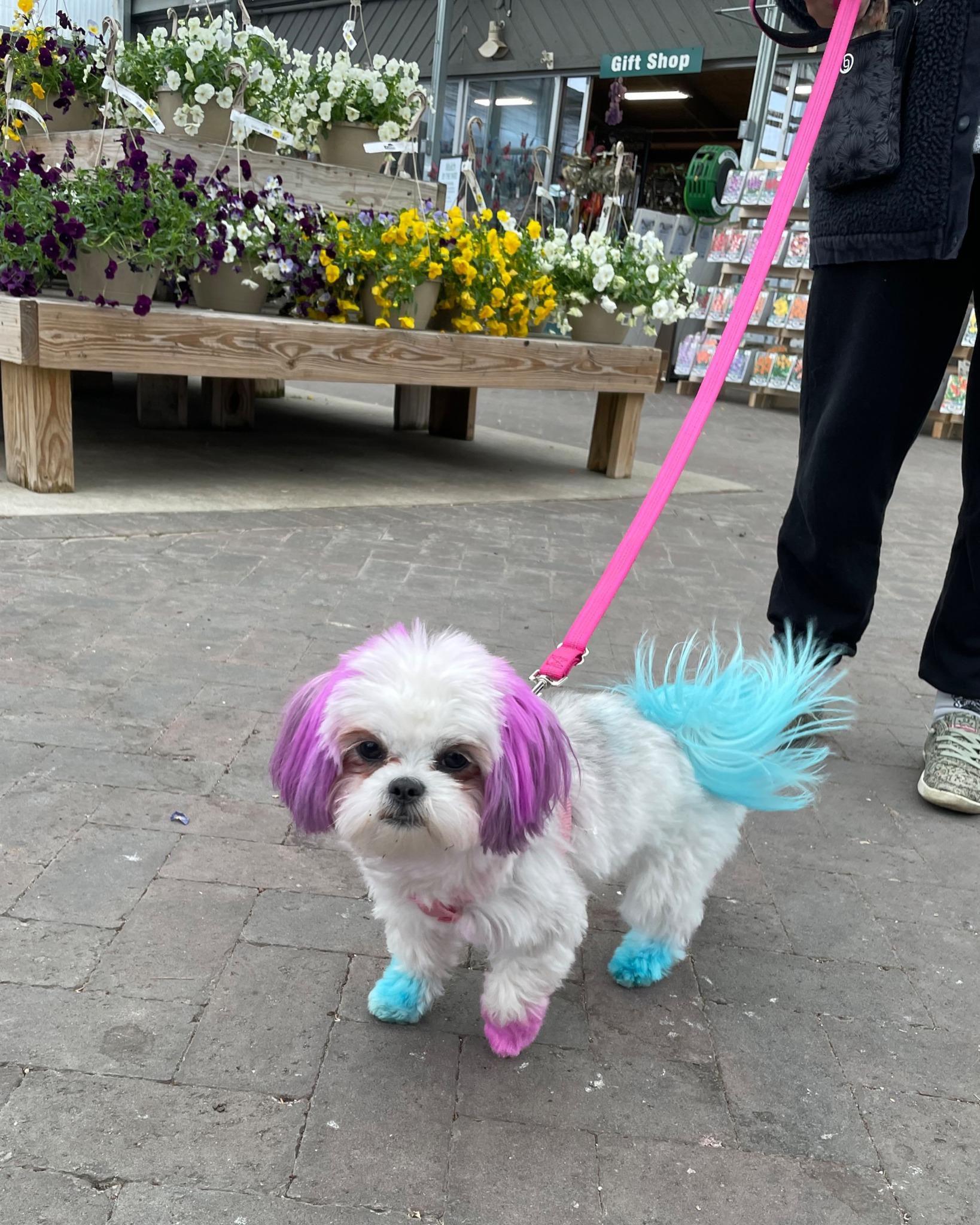 Pet Friendly English Gardens Plymouth