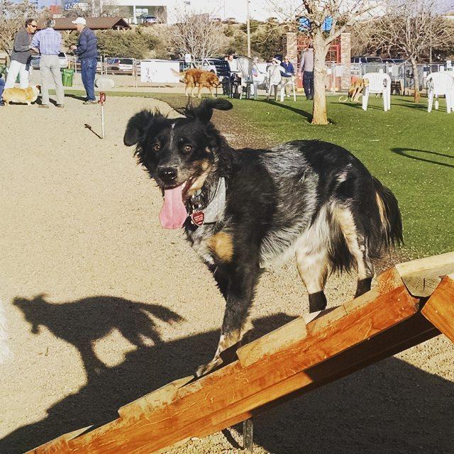 Willowcreek ranch outlet dog boarding