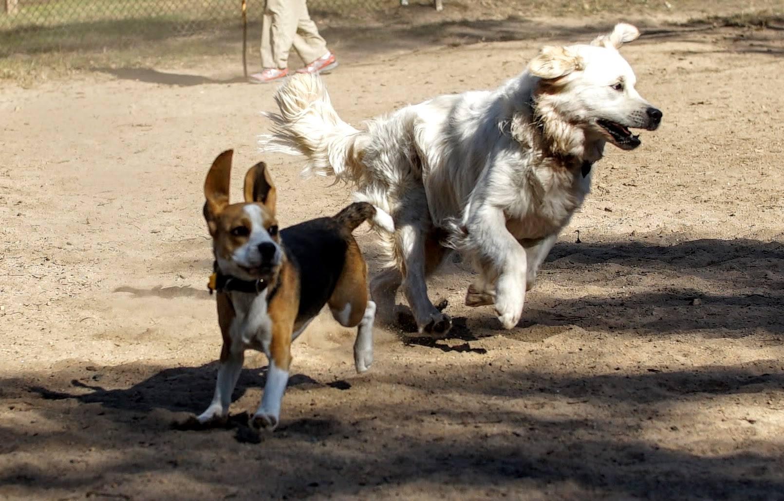 Pet Friendly Dog Park at Southern Community Park