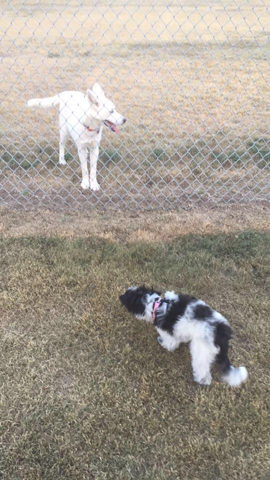 Garden City Dog Park