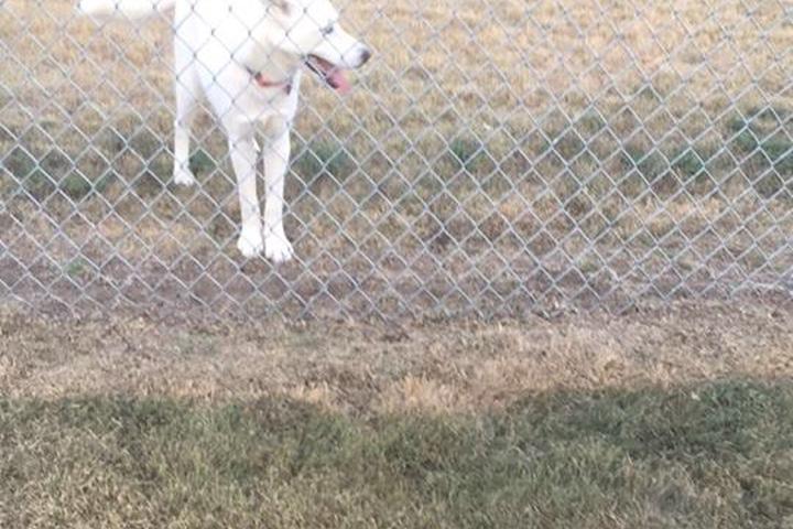 Dog Friendly Activities In Garden City Ks Bringfido