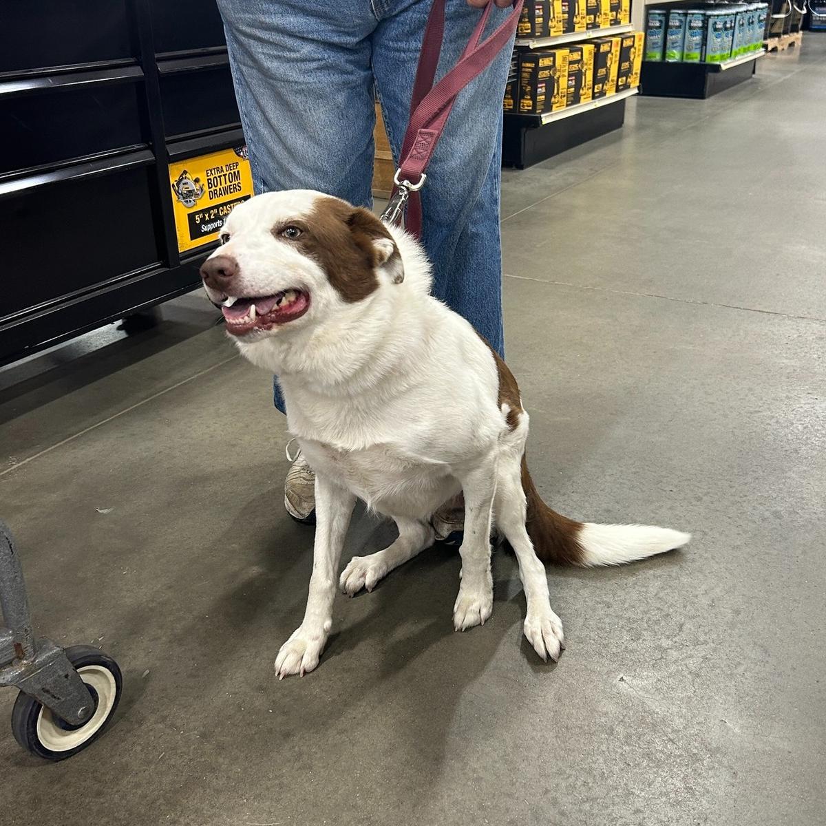 Dog Friendly Shopping in Missouri BringFido