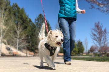 Pet Friendly Discovery Park