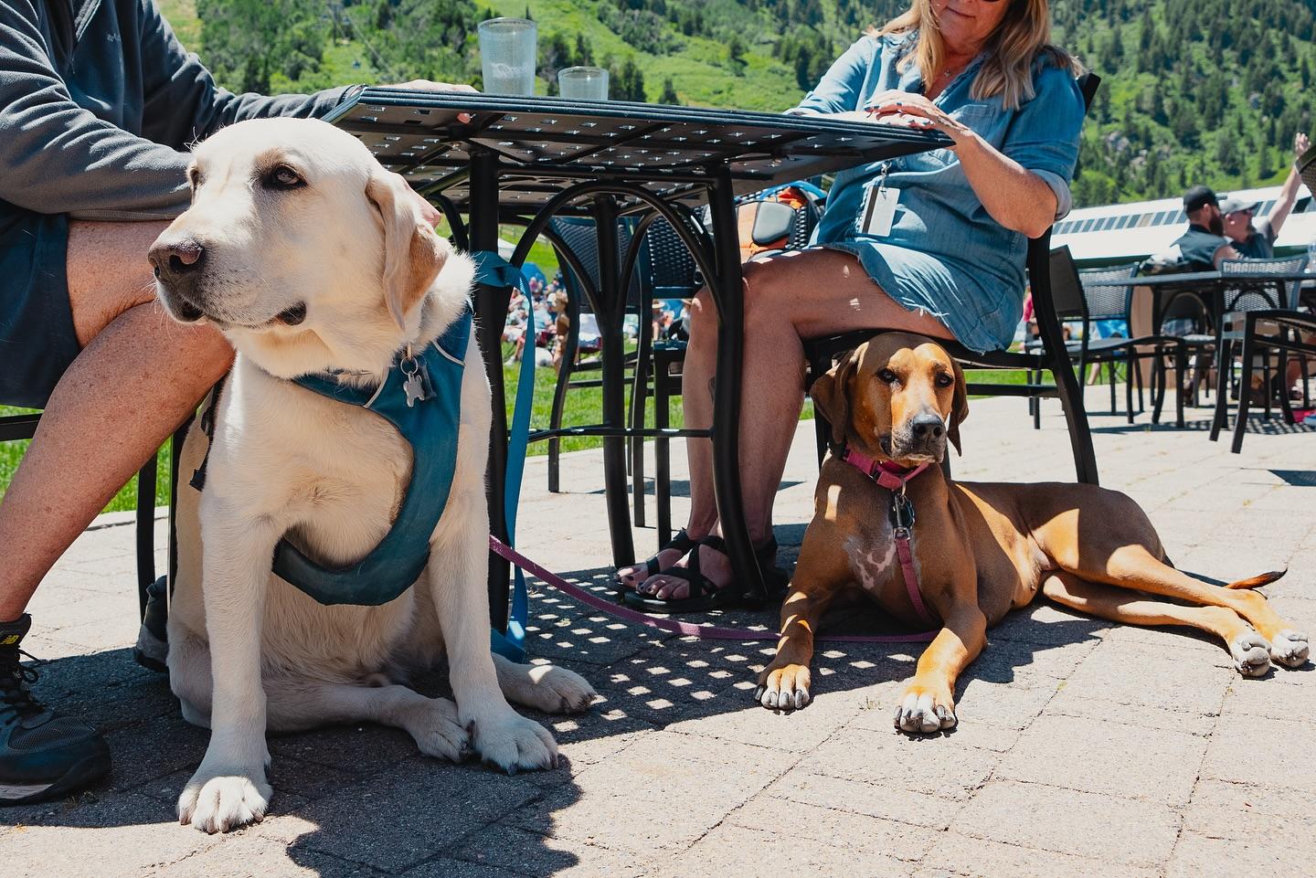 Pet Friendly Needles Gondola at Snowbasin Resort