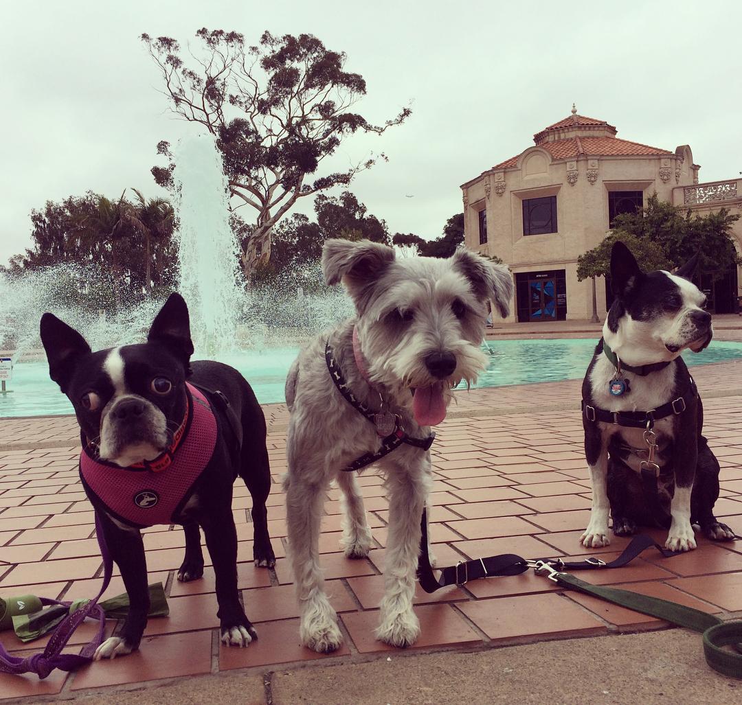 are dogs allowed in balboa park hiking trails