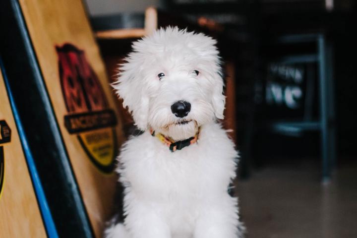 Pet Friendly Ancient City Brewing Brewhouse