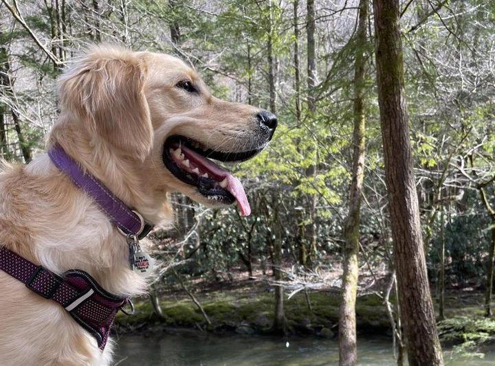 Dog Friendly Activities in Gatlinburg, TN BringFido