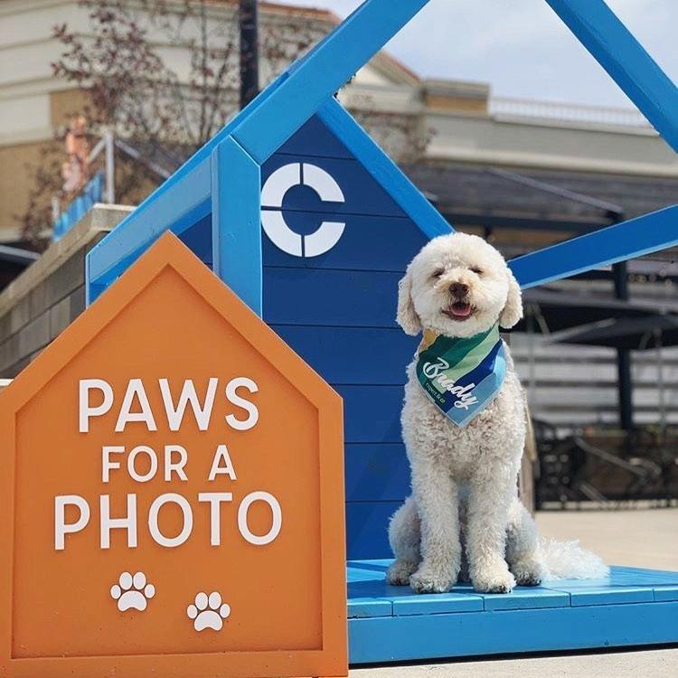 Pet friendly shopping near me discount
