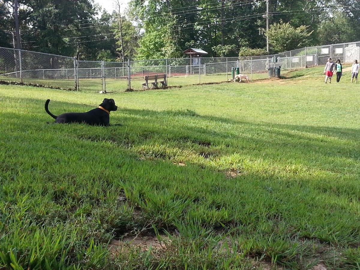 Mulberry creek discount dog park