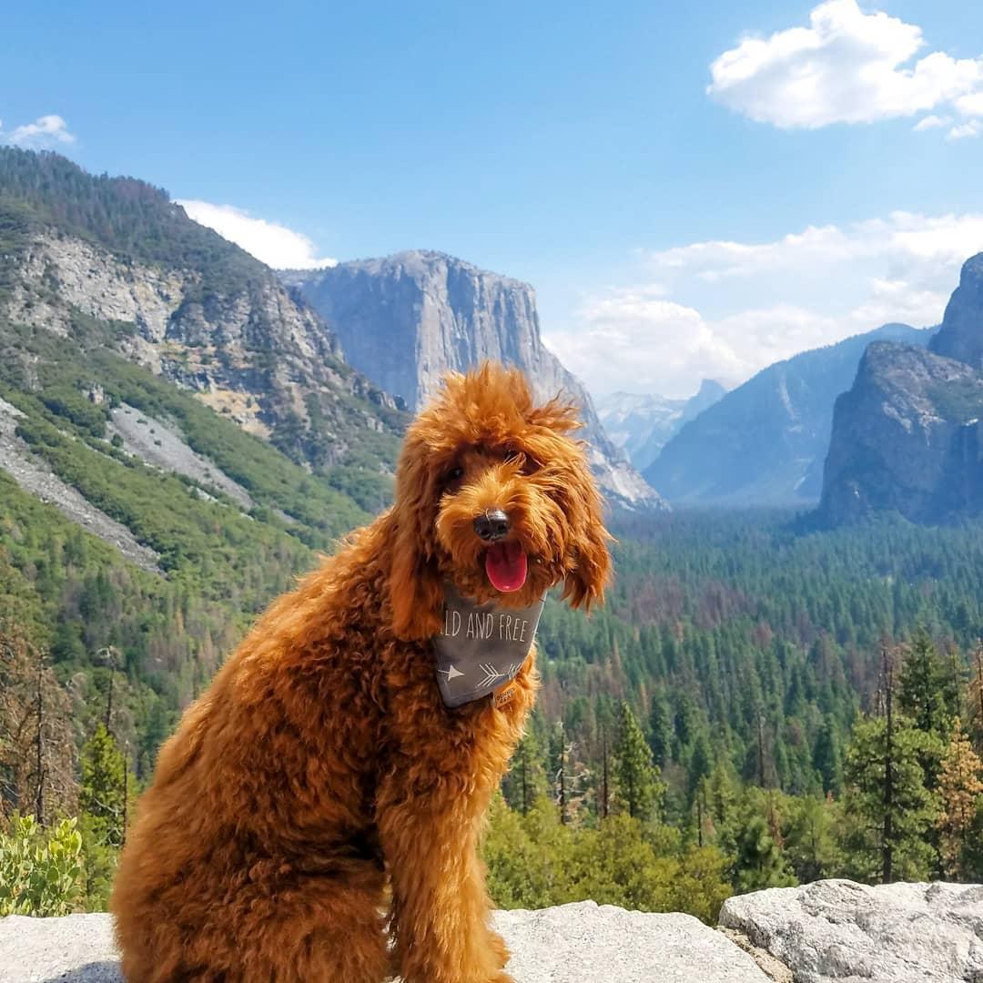 are dogs allowed at yosemite national park