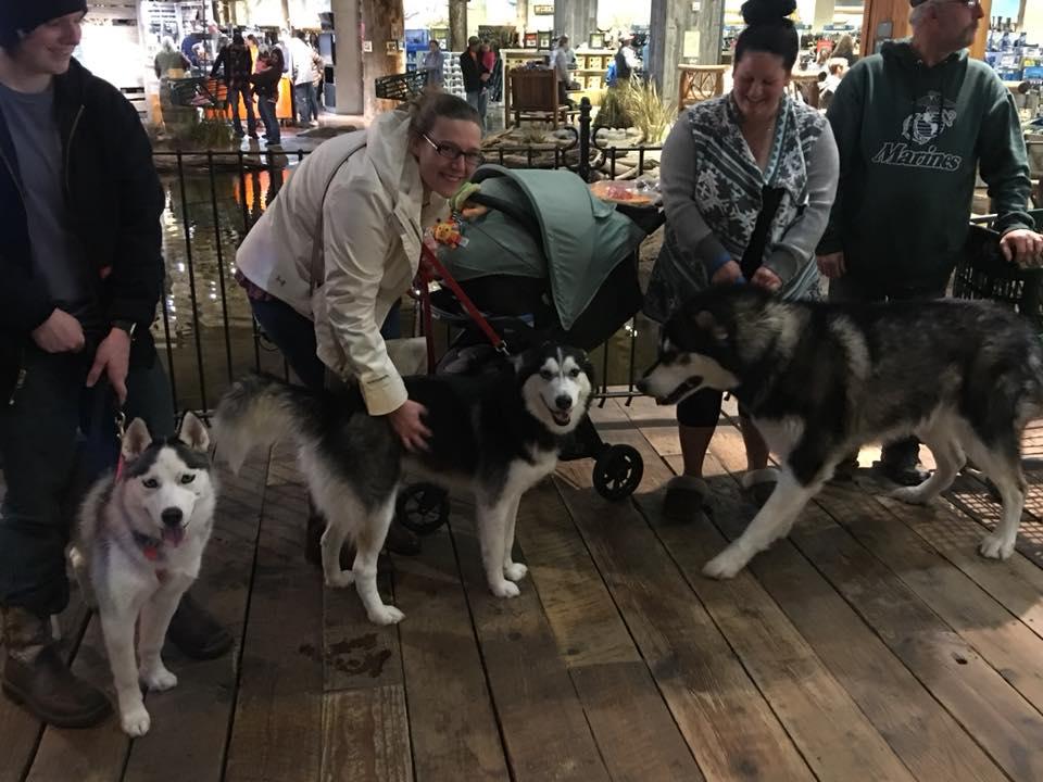 are dogs allowed in bass pro memphis
