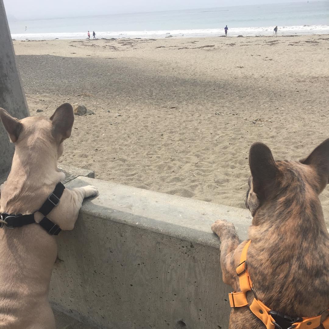 Dog-Friendly Beaches in Pismo Beach: A Comprehensive Guide