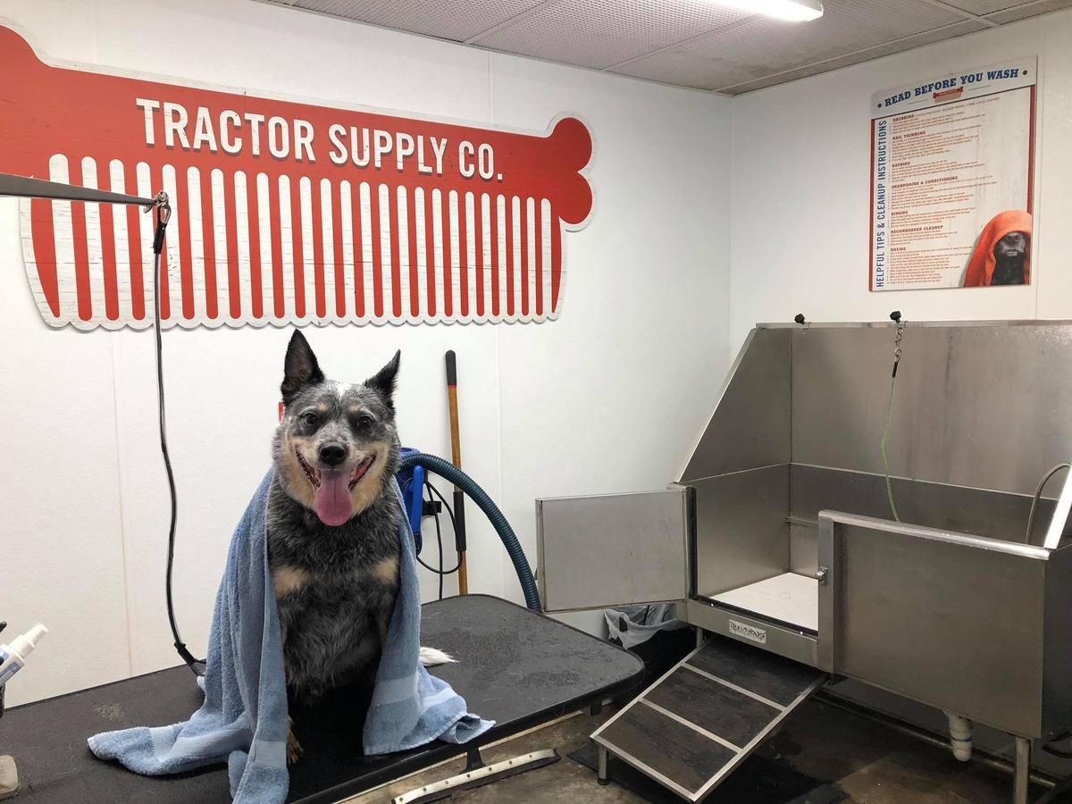 Tractor supply store co dog wash