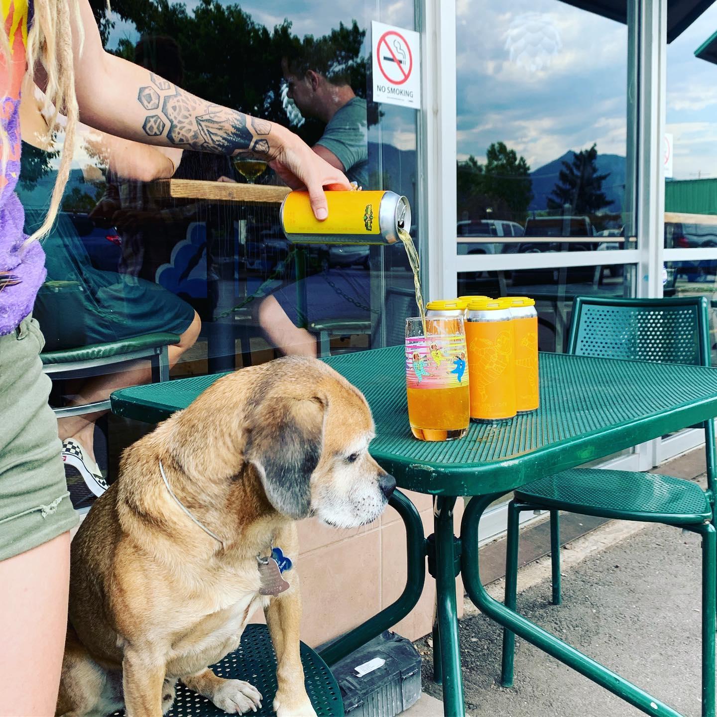 Pet Friendly VisionQuest Brewery