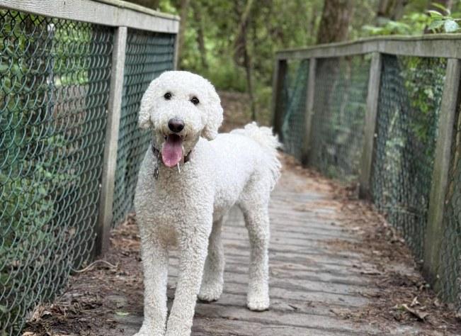Pet Friendly Quarry Run Dog Park