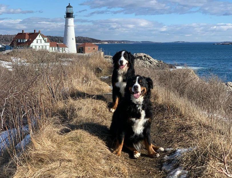 Pet Friendly Portland Head Light