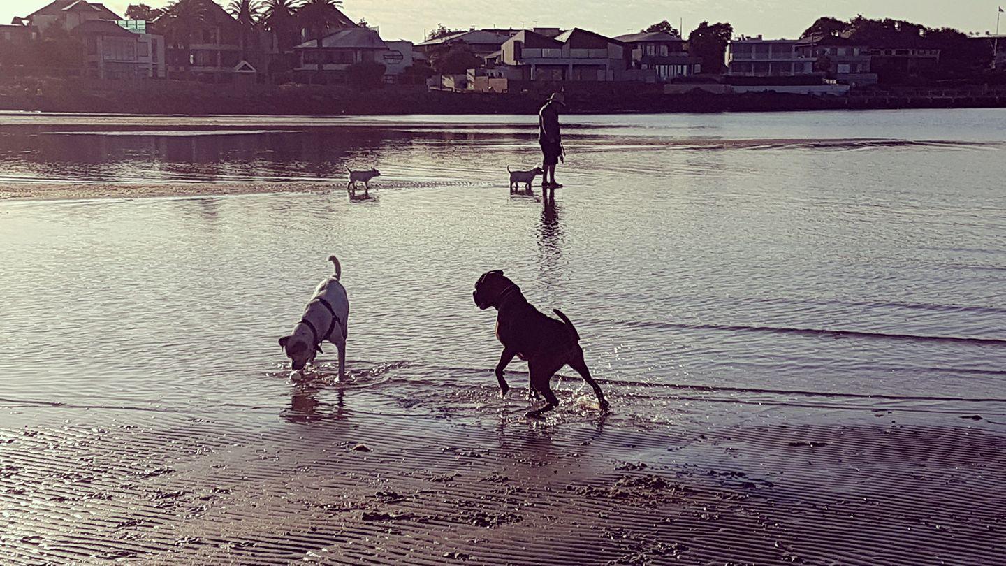 can you take dogs to brighton beach