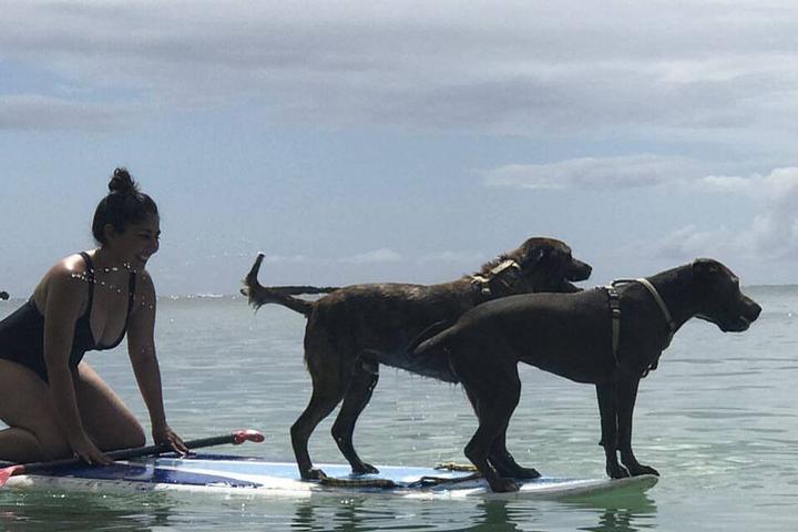 Pet Friendly Hawaii Surf Dogs
