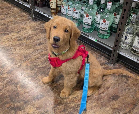 Pet Friendly Total Wine & More Orlando Colonial Plaza