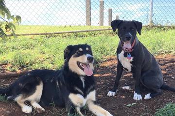 Darden Towe Dog Park