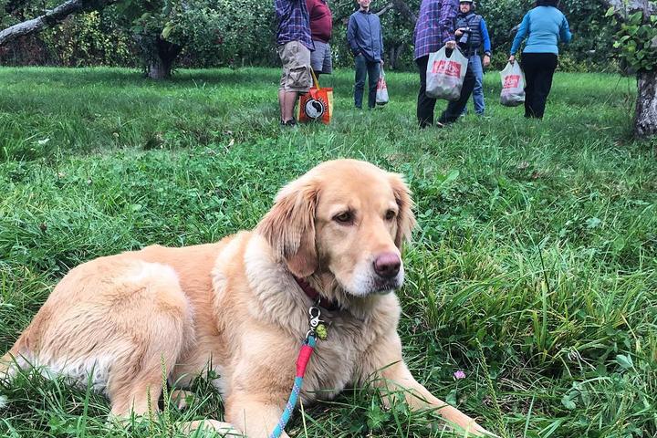 Pet Friendly Poverty Lane Orchards