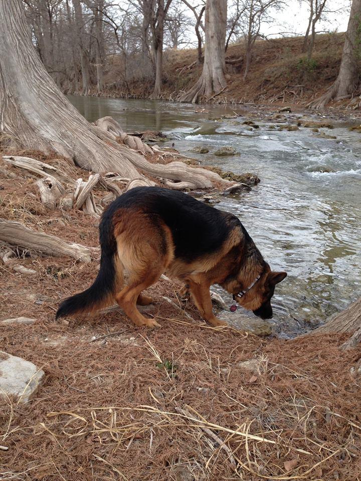 Dog Friendly Activities In Comfort Tx Bringfido