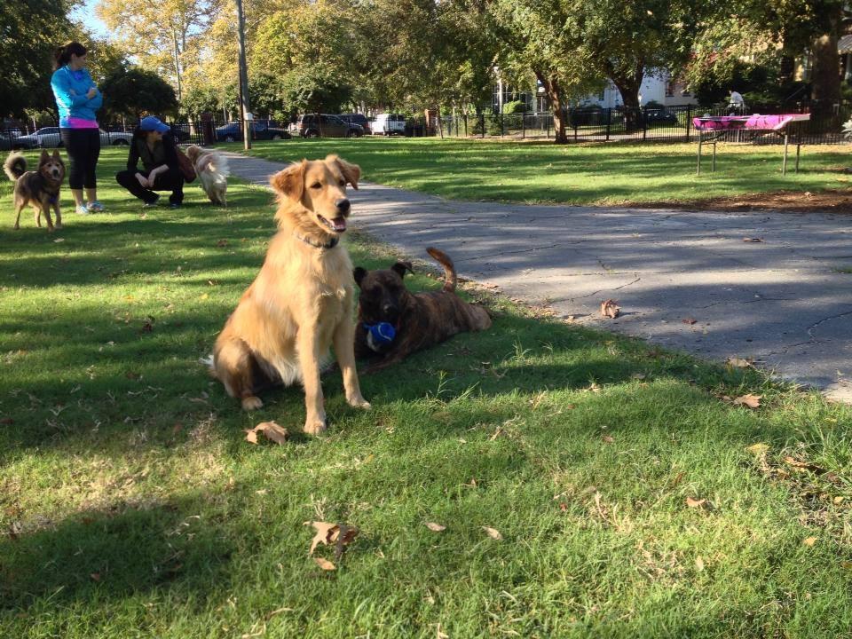 Ghent Dog Park
