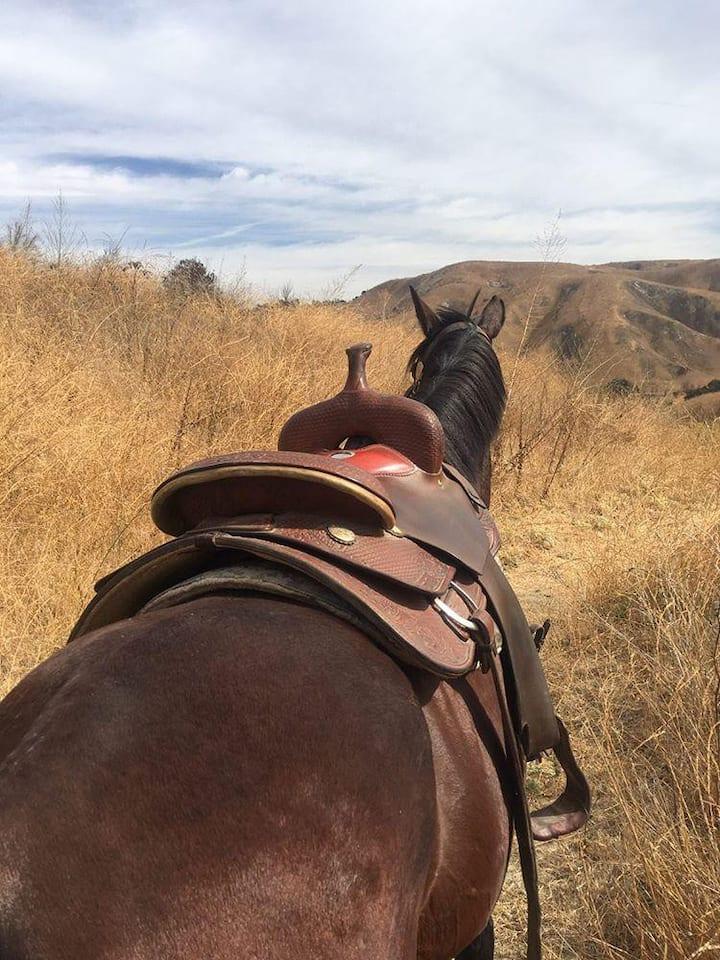 Pet Friendly Rock Hound Trail Ride to Ancient Site