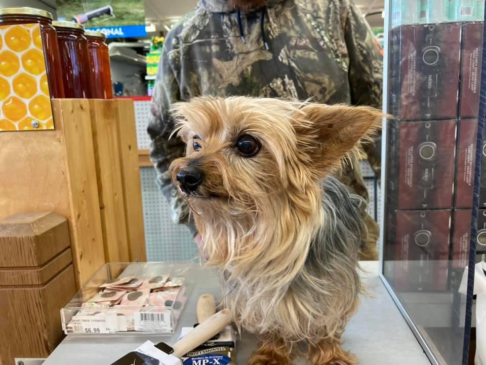 Dog Friendly Shopping in Langley BC BringFido