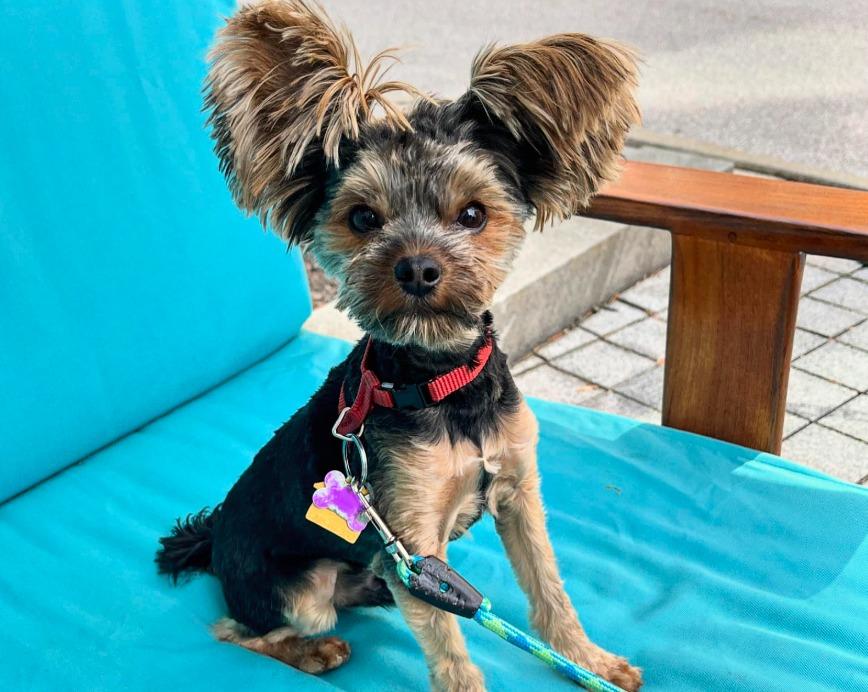 Pet Friendly Crocker Park