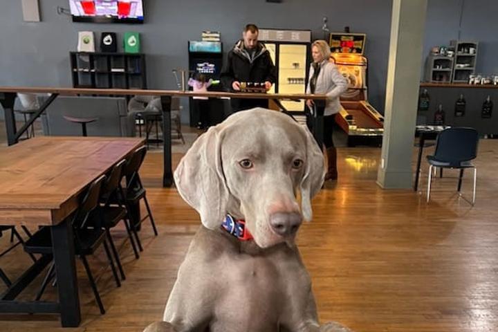 Pet Friendly State Street Brewing
