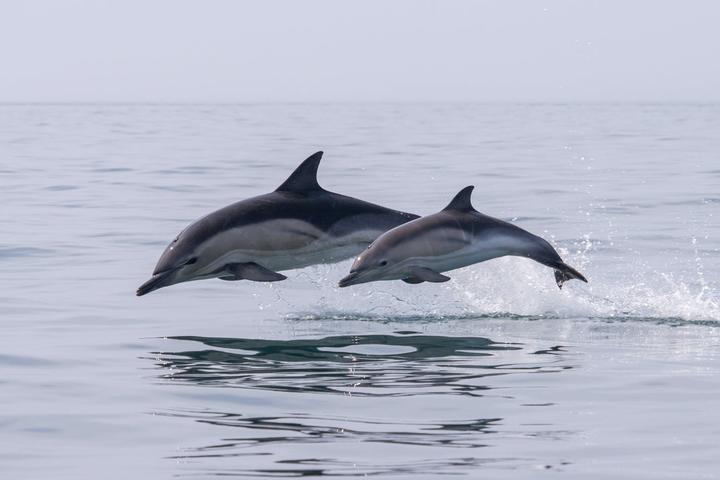 Pet Friendly Lucky Dolphin Tours