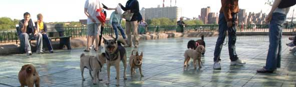 where can dogs swim in nyc