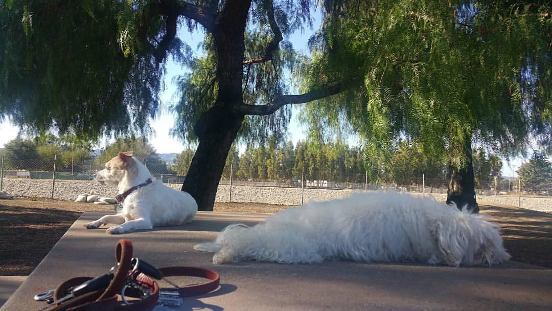 sepulveda basin dog park