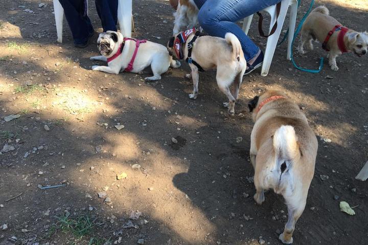 Pet Friendly Dog Park at Sepulveda Basin Recreation Area